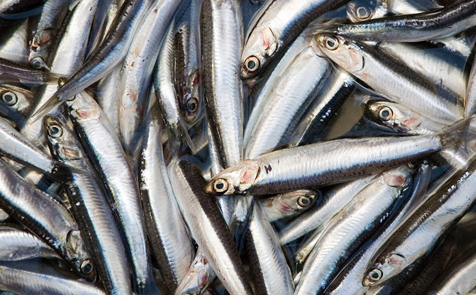 Acciughe di Monterosso