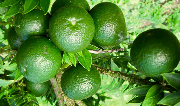 Chinotto di Savona