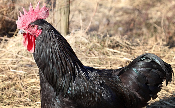 Gallo nero della val di Vara