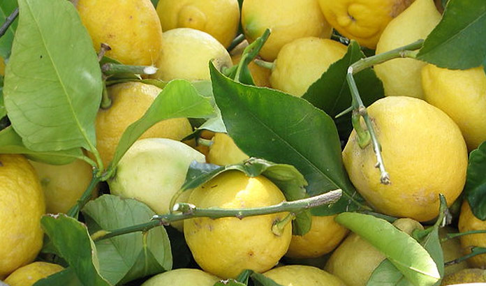 Limoni di Monterosso