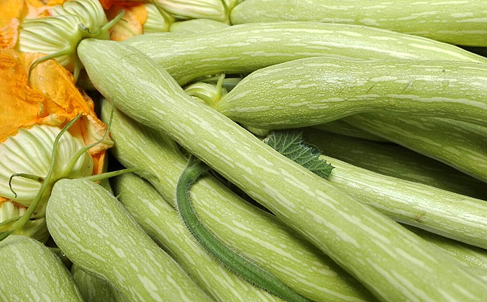 Zucchino trombetta